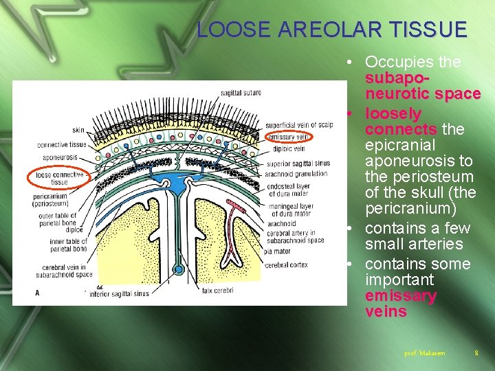 LOOSE AREOLAR TISSUE • Occupies the subaponeurotic space • loosely connects the epicranial aponeurosis