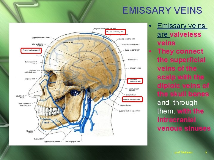 EMISSARY VEINS • Emissary veins: are valveless veins • They connect the superficial veins