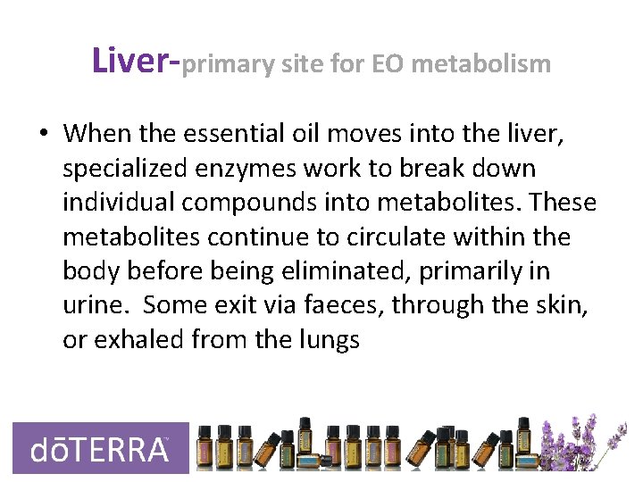 Liver-primary site for EO metabolism • When the essential oil moves into the liver, Liver-primary site for EO metabolism • When the essential oil moves into the liver,