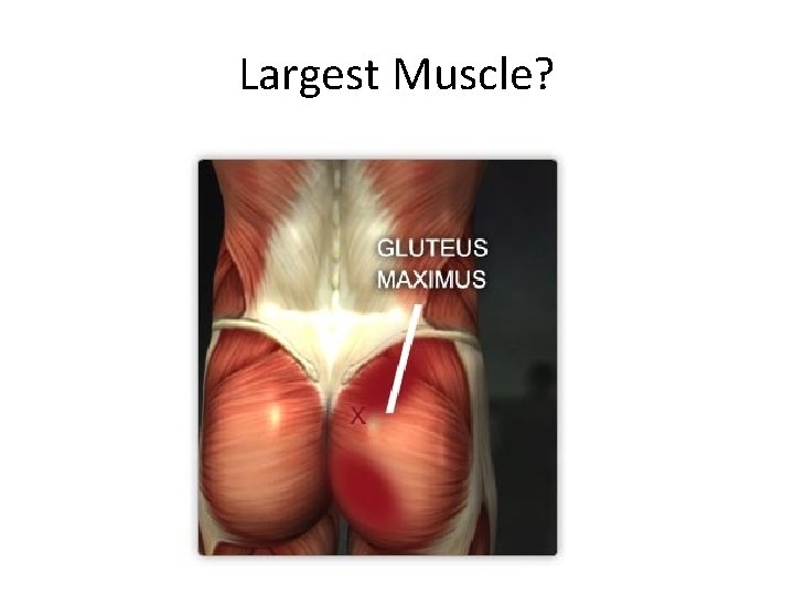 Largest Muscle? 