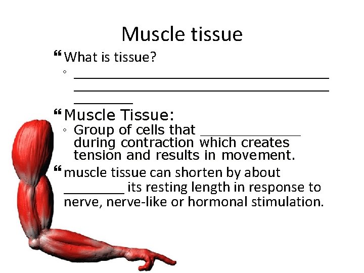 Muscle tissue What is tissue? ◦ _______________________________________ Muscle Tissue: ◦ Group of cells that