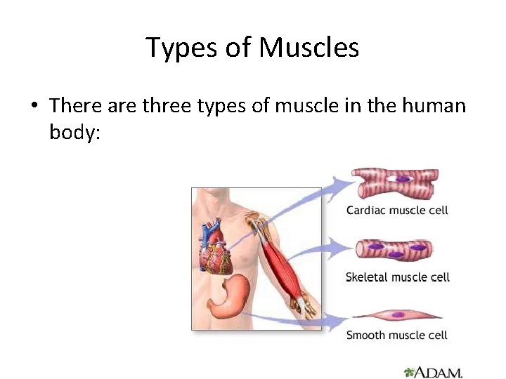 Types of Muscles • There are three types of muscle in the human body: