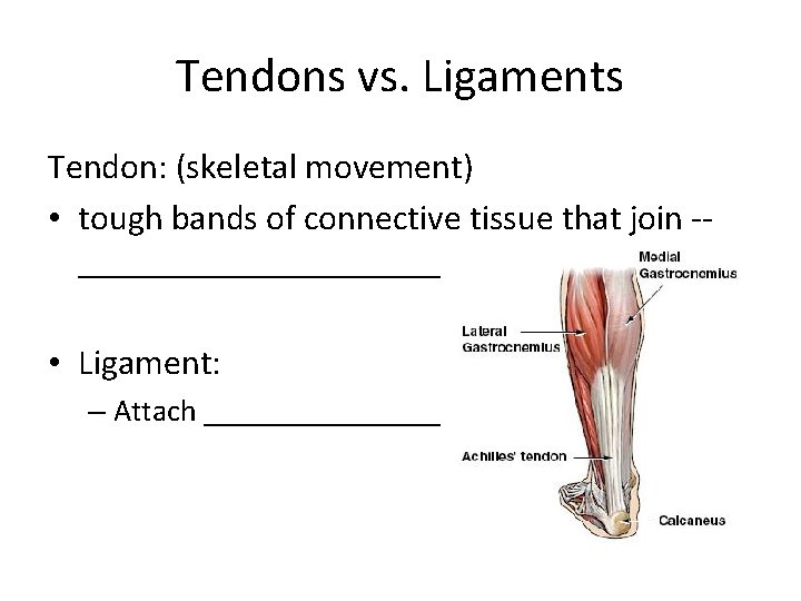 Tendons vs. Ligaments Tendon: (skeletal movement) • tough bands of connective tissue that join