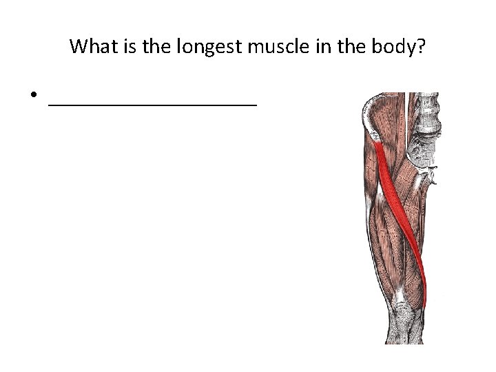 What is the longest muscle in the body? • __________ 