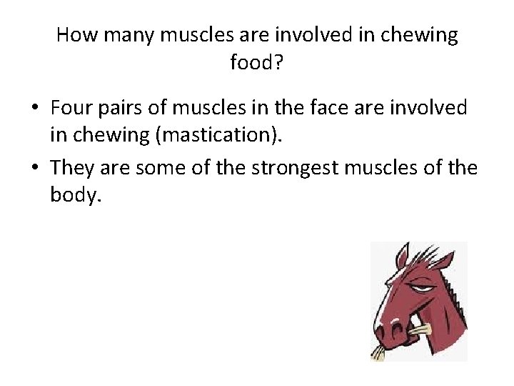 How many muscles are involved in chewing food? • Four pairs of muscles in