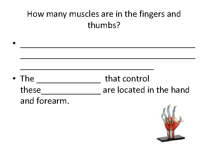 How many muscles are in the fingers and thumbs? • ______________________________________ • The _______