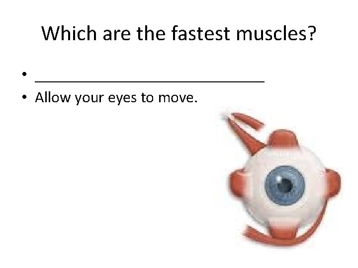Which are the fastest muscles? • _______________ • Allow your eyes to move. 