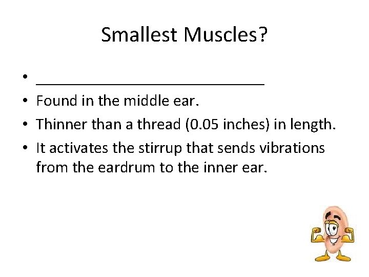 Smallest Muscles? • • ______________ Found in the middle ear. Thinner than a thread