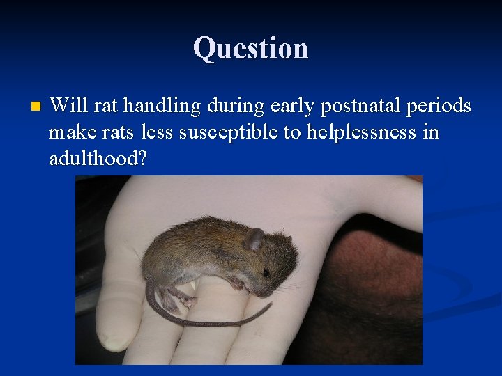 Question n Will rat handling during early postnatal periods make rats less susceptible to