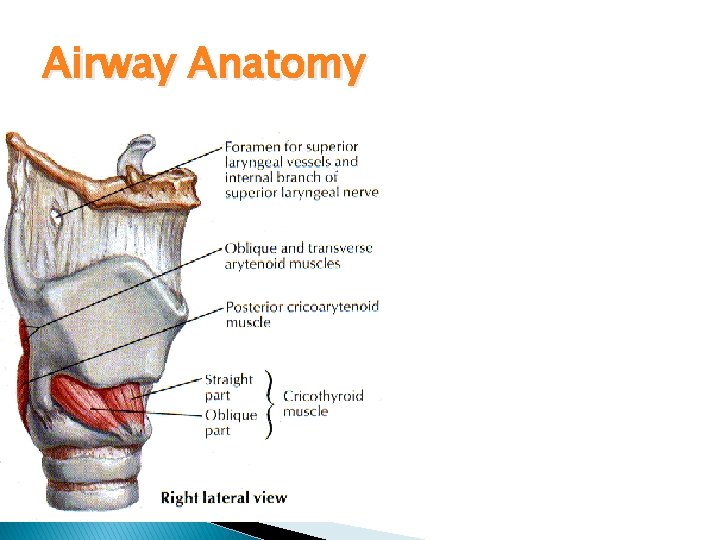 Airway Anatomy Innervation Vagus n. ◦ Superior laryngeal n. External branch – motor to Airway Anatomy Innervation Vagus n. ◦ Superior laryngeal n. External branch – motor to