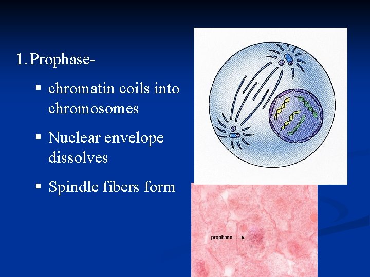 1. Prophase§ chromatin coils into chromosomes § Nuclear envelope dissolves § Spindle fibers form 1. Prophase§ chromatin coils into chromosomes § Nuclear envelope dissolves § Spindle fibers form