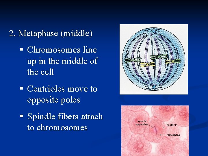 2. Metaphase (middle) § Chromosomes line up in the middle of the cell § 2. Metaphase (middle) § Chromosomes line up in the middle of the cell §
