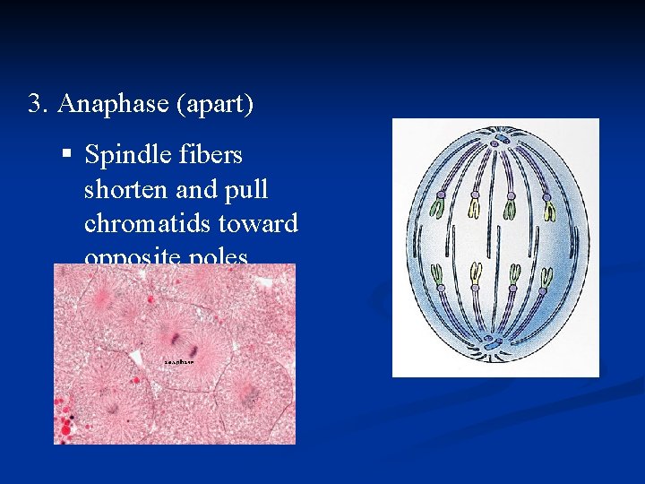 3. Anaphase (apart) § Spindle fibers shorten and pull chromatids toward opposite poles 3. Anaphase (apart) § Spindle fibers shorten and pull chromatids toward opposite poles