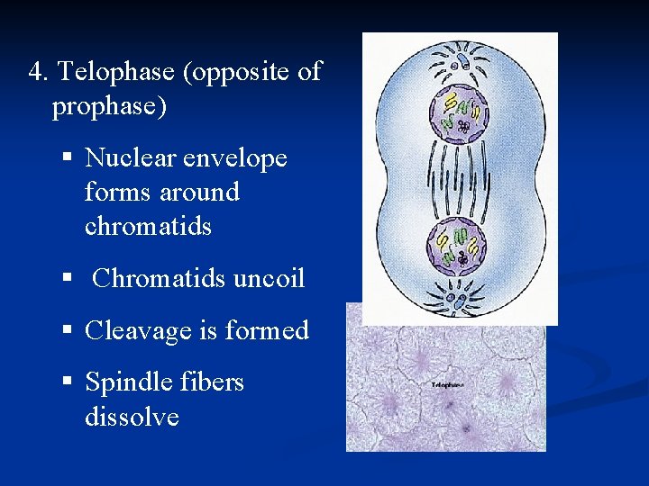 4. Telophase (opposite of prophase) § Nuclear envelope forms around chromatids § Chromatids uncoil 4. Telophase (opposite of prophase) § Nuclear envelope forms around chromatids § Chromatids uncoil
