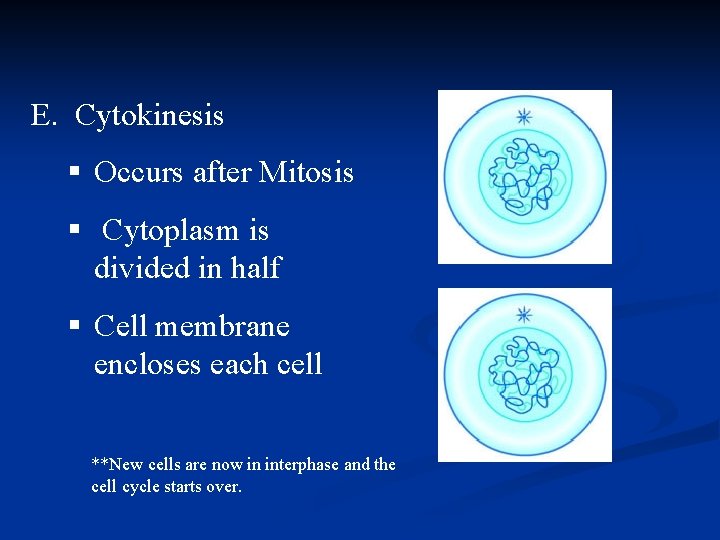 E. Cytokinesis § Occurs after Mitosis § Cytoplasm is divided in half § Cell E. Cytokinesis § Occurs after Mitosis § Cytoplasm is divided in half § Cell
