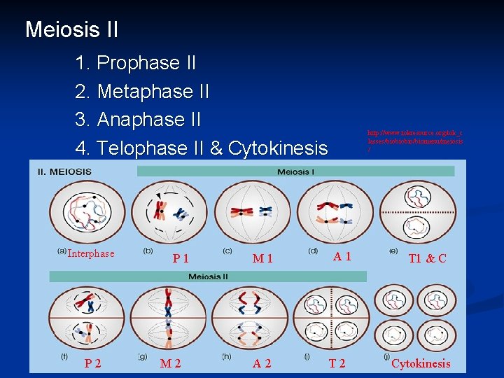 Meiosis II 1. Prophase II 2. Metaphase II 3. Anaphase II 4. Telophase II Meiosis II 1. Prophase II 2. Metaphase II 3. Anaphase II 4. Telophase II