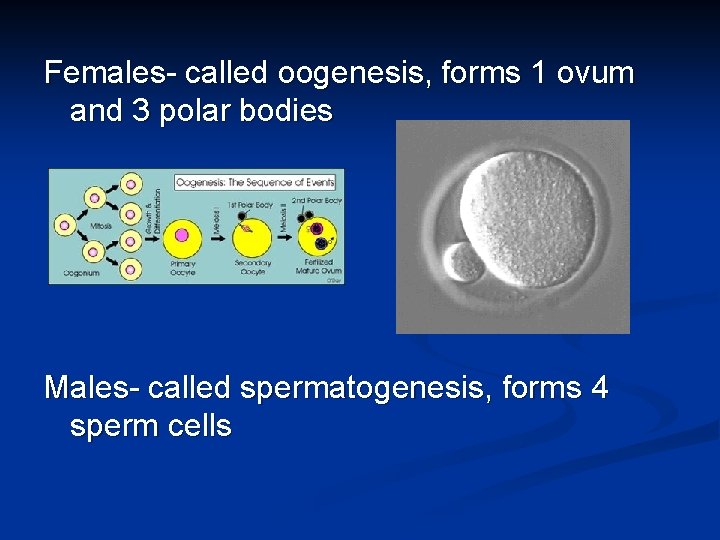 Females- called oogenesis, forms 1 ovum and 3 polar bodies Males- called spermatogenesis, forms Females- called oogenesis, forms 1 ovum and 3 polar bodies Males- called spermatogenesis, forms