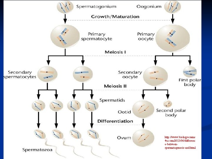 http: //www. biologyexams 4 u. com/2013/06/differenc e-betweenspermatogenesis-and. html http: //www. biologyexams 4 u. com/2013/06/differenc e-betweenspermatogenesis-and. html