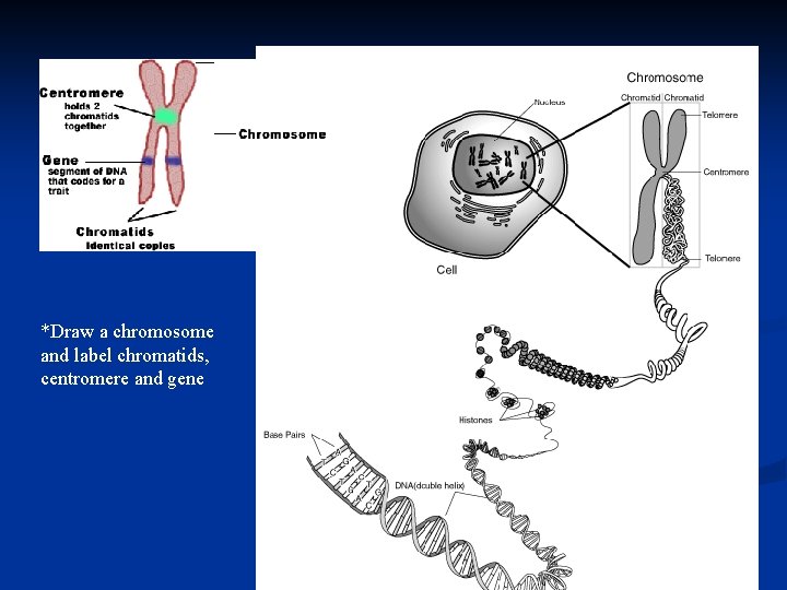 *Draw a chromosome and label chromatids, centromere and gene *Draw a chromosome and label chromatids, centromere and gene