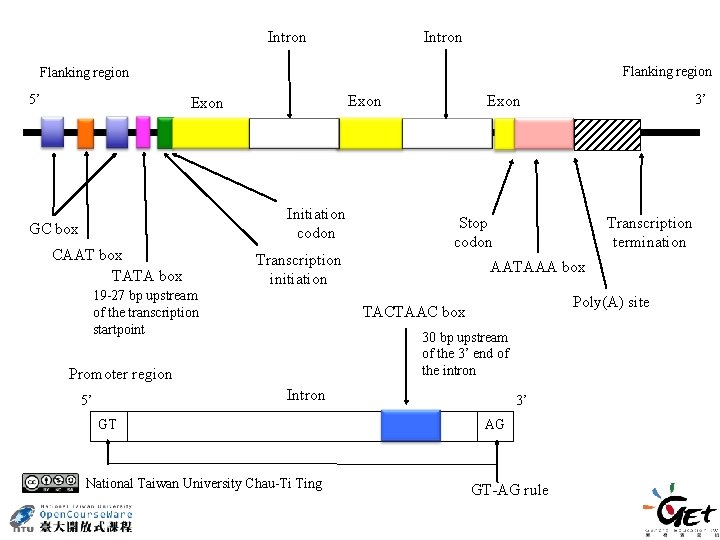 Intron Flanking region 5’ Initiation codon GC box CAAT box TATA box 19 -27