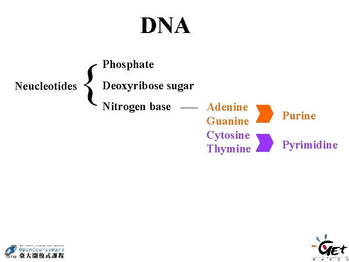 DNA Neucleotides { Phosphate Deoxyribose sugar Nitrogen base Adenine Guanine Cytosine Thymine Purine Pyrimidine