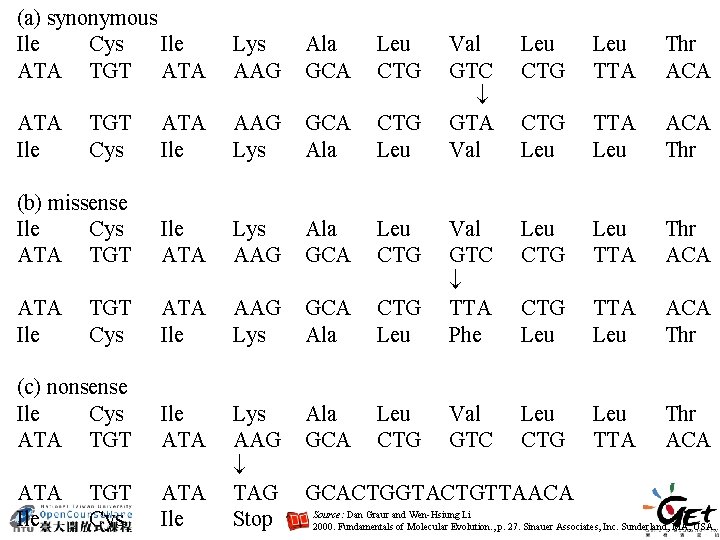 (a) synonymous Ile Cys Ile ATA TGT ATA Lys AAG Ala GCA Leu CTG