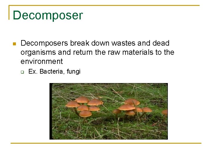 Decomposer n Decomposers break down wastes and dead organisms and return the raw materials