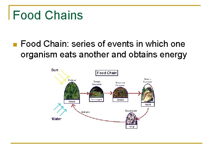 Food Chains n Food Chain: series of events in which one organism eats another