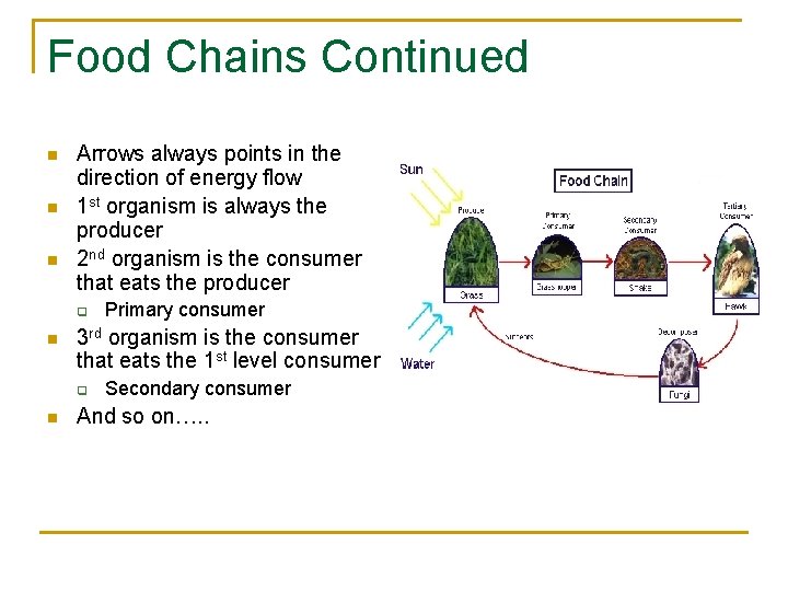 Food Chains Continued n n n Arrows always points in the direction of energy