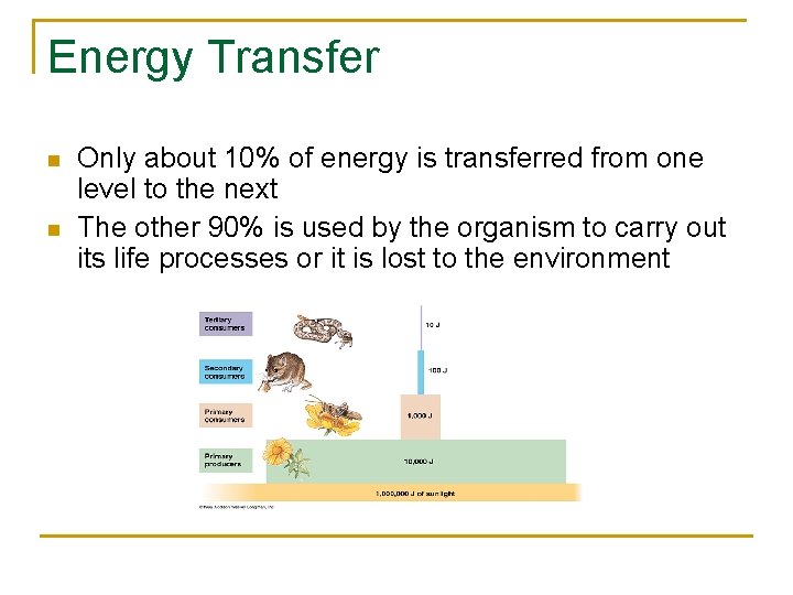 Energy Transfer n n Only about 10% of energy is transferred from one level