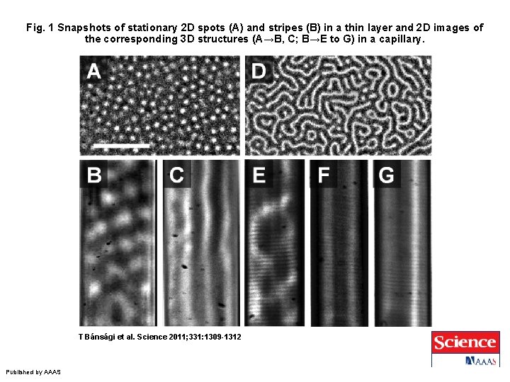 Fig. 1 Snapshots of stationary 2 D spots (A) and stripes (B) in a