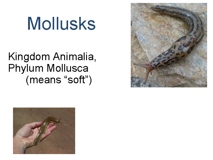 Mollusks Kingdom Animalia, Phylum Mollusca (means “soft”) 