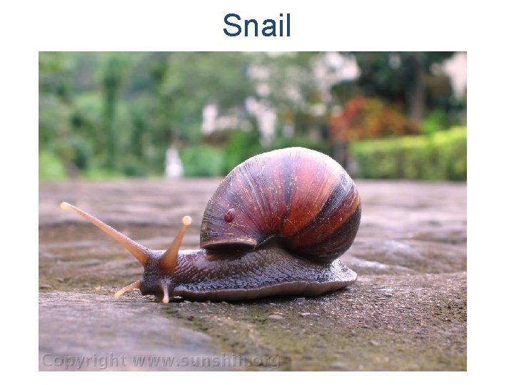 Snail 