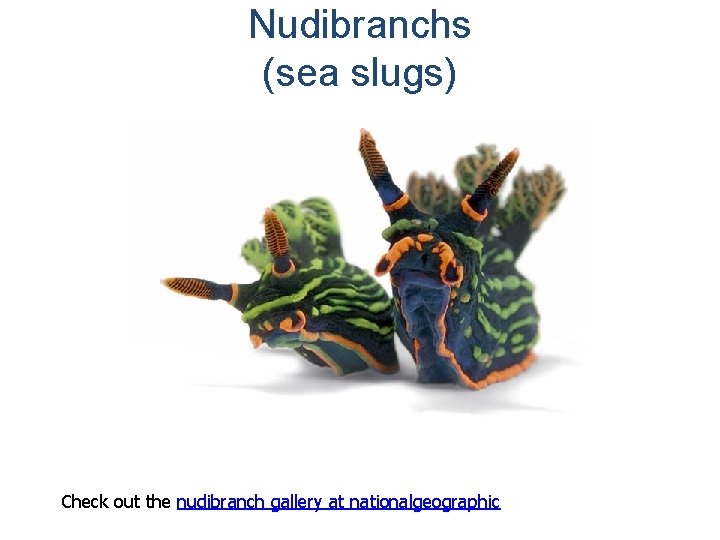 Nudibranchs (sea slugs) Check out the nudibranch gallery at nationalgeographic 