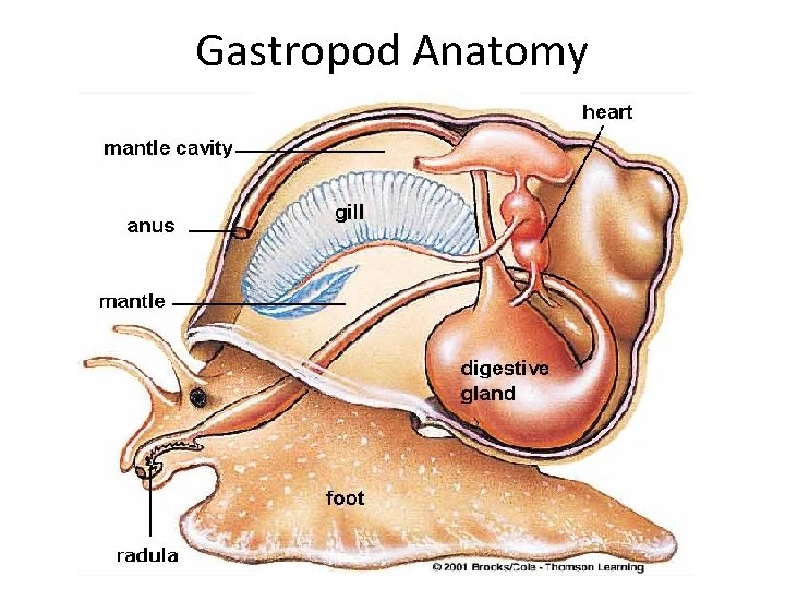 Gastropod Anatomy 
