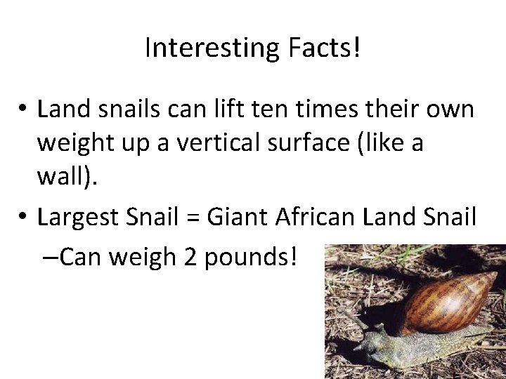 Interesting Facts! • Land snails can lift ten times their own weight up a