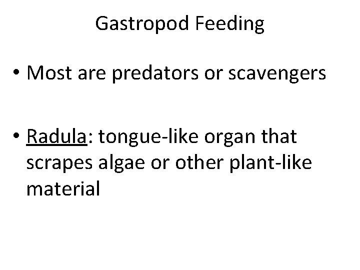 Gastropod Feeding • Most are predators or scavengers • Radula: tongue-like organ that scrapes