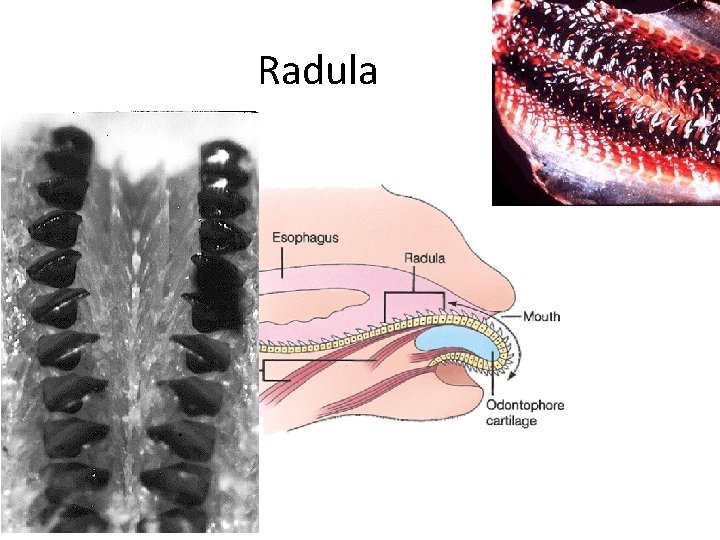 Radula 