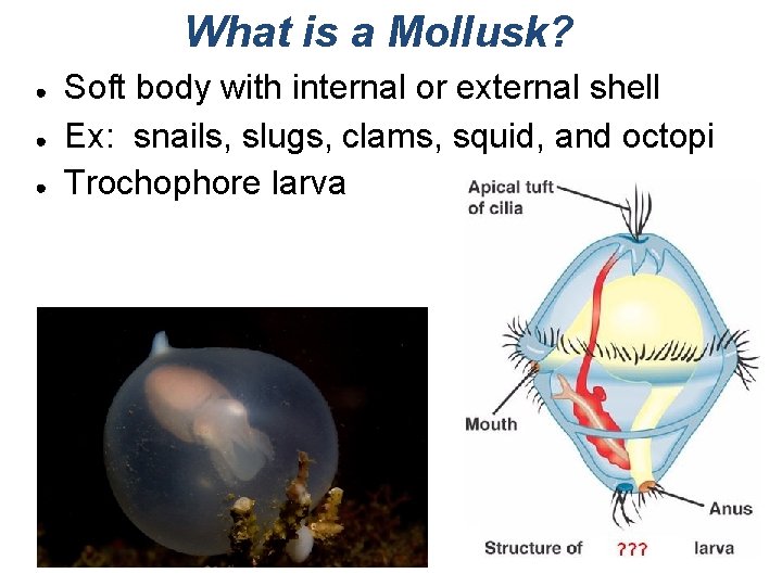 What is a Mollusk? ● ● ● Soft body with internal or external shell