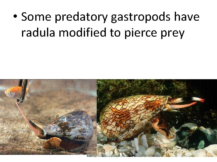  • Some predatory gastropods have radula modified to pierce prey 