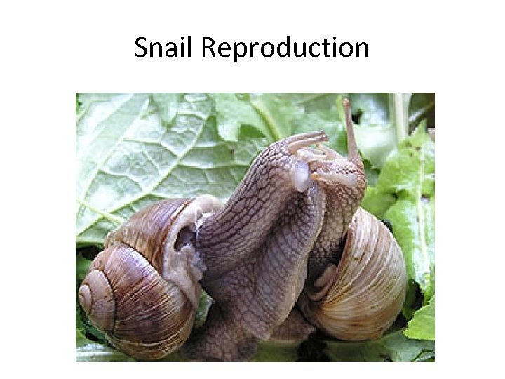 Snail Reproduction 