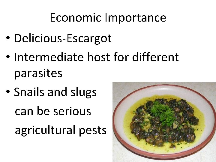 Economic Importance • Delicious-Escargot • Intermediate host for different parasites • Snails and slugs