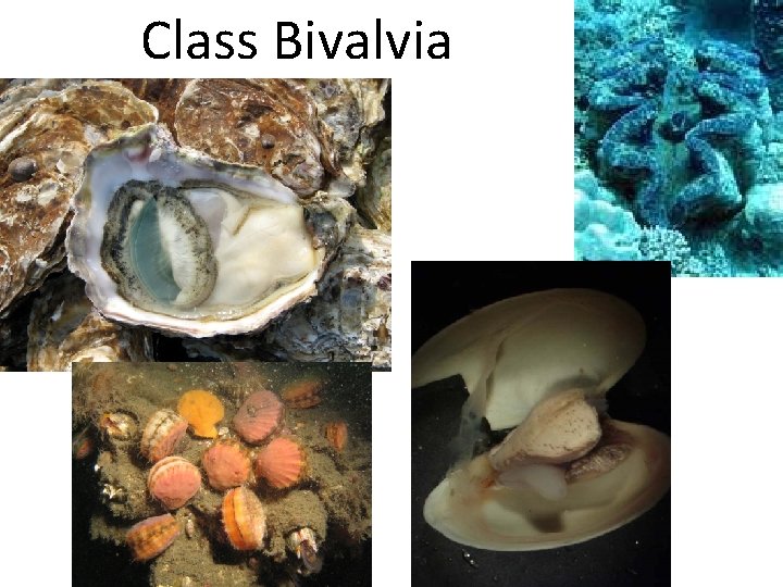 Class Bivalvia 