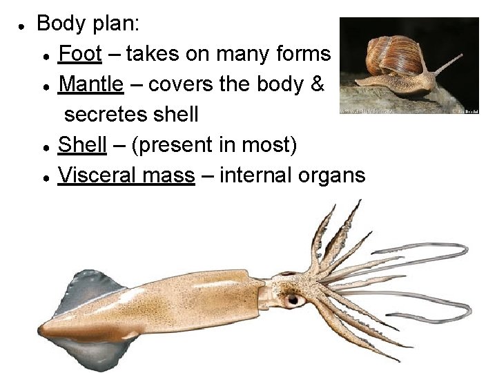 ● Body plan: ● Foot – takes on many forms ● Mantle – covers