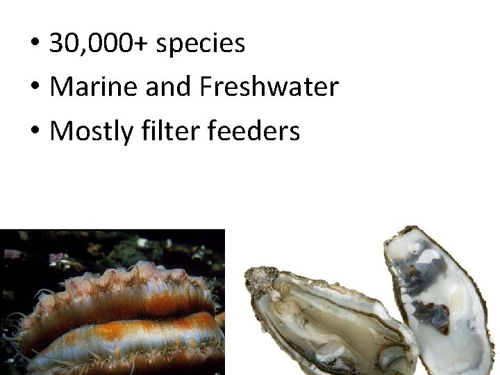  • 30, 000+ species • Marine and Freshwater • Mostly filter feeders 