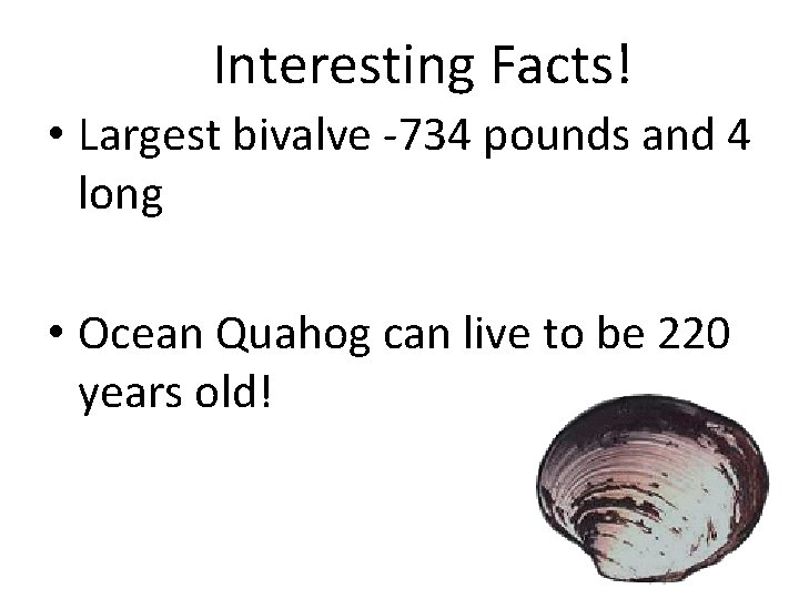 Interesting Facts! • Largest bivalve -734 pounds and 4 long • Ocean Quahog can