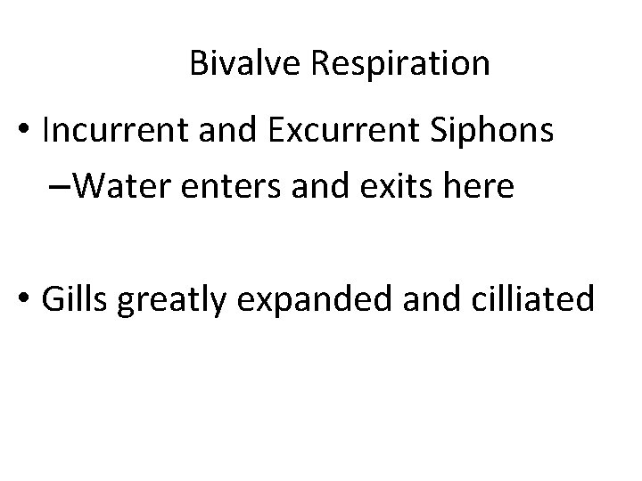 Bivalve Respiration • Incurrent and Excurrent Siphons –Water enters and exits here • Gills