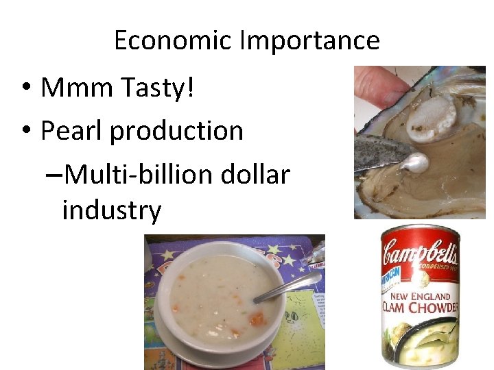 Economic Importance • Mmm Tasty! • Pearl production –Multi-billion dollar industry 