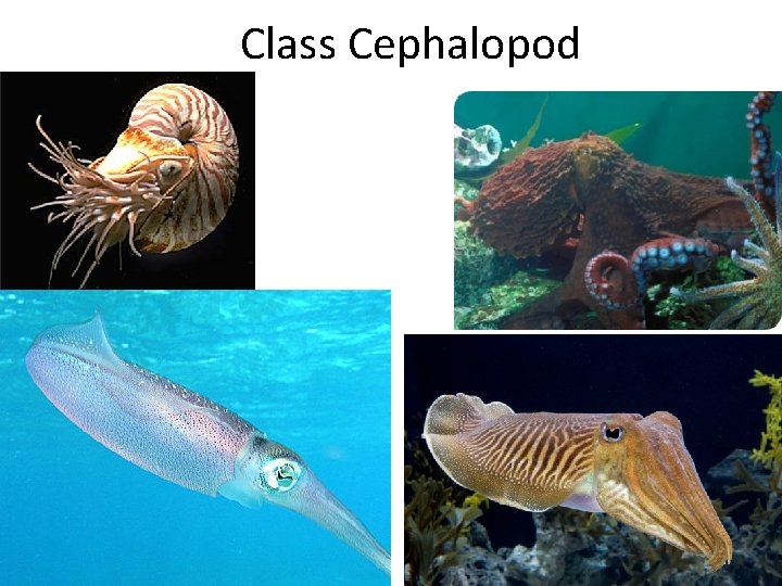 Class Cephalopod 