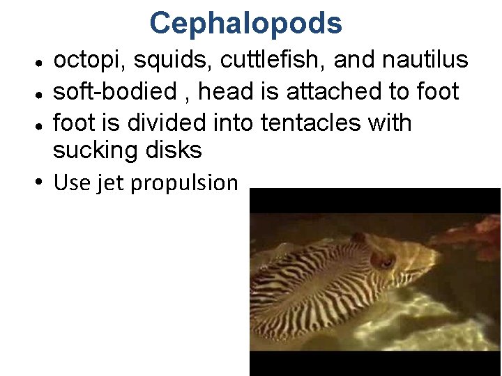 Cephalopods octopi, squids, cuttlefish, and nautilus ● soft-bodied , head is attached to foot